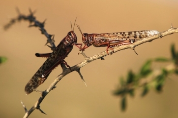 locusts early 2013.03 Israeli Negev Reuters